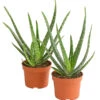 Echte Aloe-Set - Aloe Vera 1 Echte Aloe-Set - Aloe Vera -Ubbink Verkäufe 7976236 WE FS 001 AloeVera2erSet2JahreT10DehnerExpressHerzig