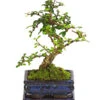 Bonsai Fukientee - Carmona Microphylla, 6 Jahre 1 Bonsai Fukientee - Carmona Microphylla, 6 Jahre -Ubbink Verkäufe 7977028 WE FS 001 BonsaiFukienteeCarmonaMicrophylla6JahreDehnerExpressHerzig