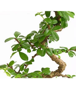 Bonsai Fukientee - Carmona Microphylla, Anfänger-Set -Ubbink Verkäufe 7977101 WE DE 001 GeschenksetBonsaiFukienteeCarmonaMicrophylla6JahreDehnerExpressHerzig