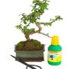 Bonsai Fukientee - Carmona Microphylla, Anfänger-Set -Ubbink Verkäufe 7977101 WE FS 001 GeschenksetBonsaiFukienteeCarmonaMicrophylla6JahreDehnerExpressHerzig