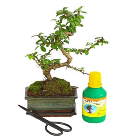 Bonsai Fukientee - Carmona Microphylla, Anfänger-Set