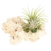 Tillandsien-Arrangement Auf Sansibar Rock - Tillandsia Hybride, 2-teilig -Ubbink Verkäufe 7977614 WE FS 001 TIllandsienAufSansibarRockS1PflanzeDehnerExpressHerzig
