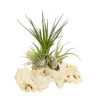 Tillandsien-Arrangement Auf Sansibar Rock - Tillandsia Hybride, 3-teilig -Ubbink Verkäufe 7977630 WE FS 001 TIllandsienAufSansibarRockXL3PflanzenDehnerExpressHerzig