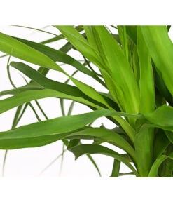 Elefantenfuß - Beaucarnea Recurvarta -Ubbink Verkäufe 7977754 PR DE 001 BeaucarneaElefantenfussT20StreckeDehnerExpressHerzig