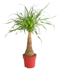 Elefantenfuß - Beaucarnea Recurvarta