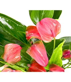 Flamingoblume - Anthurium Andreanum 'Lila Forino' 5 Flamingoblume - Anthurium Andreanum 'Lila Forino' -Ubbink Verkäufe 7978042 PR DE 001 AnthuriumAndreanumFlamingoblumeLilaFiorinoT12DehnerExpressHerzig