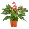 Flamingoblume - Anthurium Andreanum 'Lila Forino' -Ubbink Verkäufe 7978042 PR FS 001 AnthuriumAndreanumFlamingoblumeLilaFiorinoT12DehnerExpressHerzig
