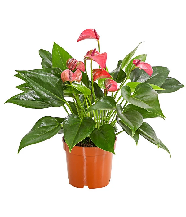 Flamingoblume - Anthurium Andreanum 'Lila Forino' 3 Flamingoblume - Anthurium Andreanum 'Lila Forino'