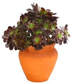 Schwarzkopf - Aeonium Arboreum Var. Nigrum, Im Tonkrug