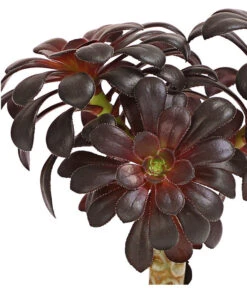 Schwarzkopf - Aeonium Arboreum Var. Nigrum, Im Tonkrug -Ubbink Verkäufe 8200784 PR DE 001 AeoniumNigrumT9DehnerHerzig