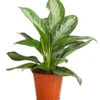 Kolbenfaden - Aglaonema Commutatum 'Silverbay' -Ubbink Verkäufe 8201071 PR FS 001 KolbenfadenAglaonemaSiverBayT17DehnerExpressHerzig