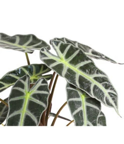 Pfeilblatt - Alocasia Amazonica 'Polly' 13 Pfeilblatt - Alocasia Amazonica 'Polly' -Ubbink Verkäufe 8201253 PR DE 001 TropenwurzAlocasiaPollyT12DehnerExpressHerzig