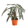 Pfeilblatt - Alocasia Amazonica 'Polly' 2 Pfeilblatt - Alocasia Amazonica 'Polly' -Ubbink Verkäufe 8201253 PR FS 001 TropenwurzAlocasiaPollyT12DehnerExpressHerzig