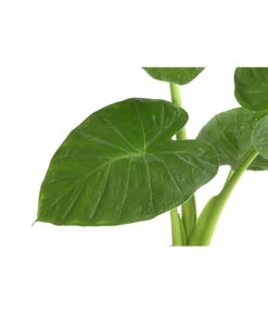 Pfeilblatt - Alocasia Cucullata -Ubbink Verkäufe 8201279 PR DE 001 AlocasiaCulcullataT19DehnerExpressHerzig