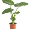 Pfeilblatt - Alocasia Cucullata -Ubbink Verkäufe 8201279 PR FS 001 AlocasiaCulcullataT19DehnerExpressHerzig