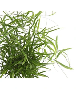 Zierspargel - Asparagus Cultivars, Verschiedene Sorten -Ubbink Verkäufe 8203838 WE DE 001 ZierspargelAsparagusCultivars