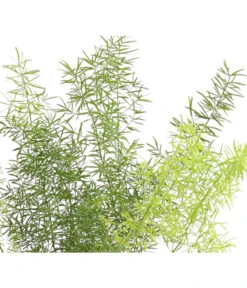 Zierspargel - Asparagus Cultivars, Verschiedene Sorten -Ubbink Verkäufe 8203838 WE FS 003 ZierspargelAsparagusCultivars