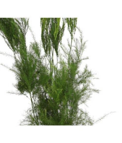 Zierspargel - Asparagus Cultivars, Verschiedene Sorten -Ubbink Verkäufe 8203838 WE FS 004 ZierspargelAsparagusCultivars