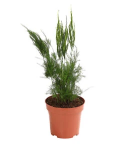 Zierspargel - Asparagus Cultivars, Verschiedene Sorten -Ubbink Verkäufe 8203838 WE FS 004 ZierspargelAsparagusCultivarsT12DehnerExpressHerzig