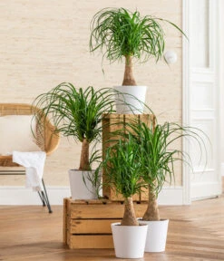 Elefantenfuß - Beaucarnea Recurvarta -Ubbink Verkäufe 8207946 WE MO 001 BeaucarneaRecurvataT17 CCSeitenbanner 2022 01