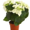 Elatior-Begonie - Begonia Elatior -Ubbink Verkäufe 8208399 PR FS 002 BegonieElatiorBegoniaWeissT13DehnerExpressHerzig