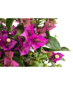 Drillingsblume, Pyramide/Spalier 9 Drillingsblume, Pyramide/Spalier -Ubbink Verkäufe 8209165 WE DE 001 DrillingsblumeT15