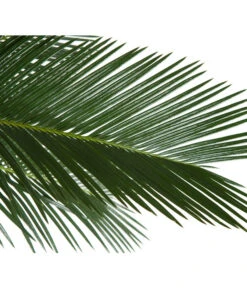 Sagopalmfarn - Cycas Revoluta -Ubbink Verkäufe 8216236 BildD 001 PalmfarnCycasRevoluta45