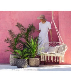 XXL Kanarische Dattelpalme, Ca. 140-160 Cm -Ubbink Verkäufe 8216277 WE MO 001 DracaenaIndivisiaT20