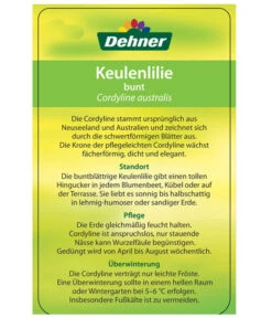 Keulenlilie - Cordyline Australis Variegata -Ubbink Verkäufe 8216368 CorylineBuntEtikett2