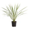 Keulenlilie - Cordyline Australis Variegata -Ubbink Verkäufe 8216368 PR FS 001 KeulenlilieCordylineAustralisVariegataT17ExpressHerzig
