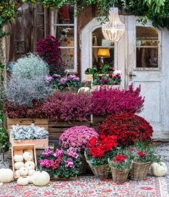 Knospenheide 'Hilda®' -Ubbink Verkäufe 8217481 WE MO 001 AlpenveilchenRot Herbststory