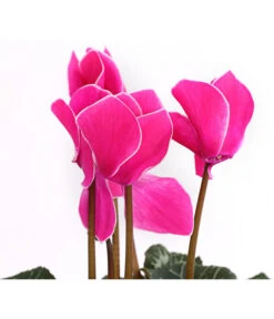 Alpenveilchen, Gerandet -Ubbink Verkäufe 8217580 WE DE 002 AlpenveilchenCyclameSofaT12DehnerExpressHerzig