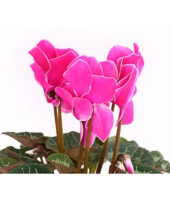 Alpenveilchen, Gerandet -Ubbink Verkäufe 8217580 WE DE 003 AlpenveilchenCyclameSofaT12DehnerExpressHerzig