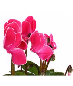 Alpenveilchen, Gerandet -Ubbink Verkäufe 8217580 WE DE 005 AlpenveilchenCyclameSofaT12DehnerExpressHerzig