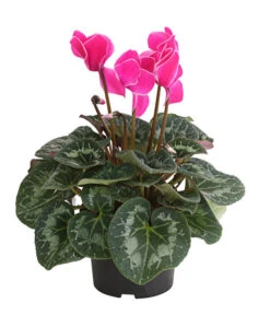 Alpenveilchen, Gerandet -Ubbink Verkäufe 8217580 WE FS 002 AlpenveilchenCyclameSofaT12DehnerExpressHerzig