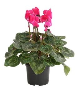 Alpenveilchen, Gerandet -Ubbink Verkäufe 8217580 WE FS 003 AlpenveilchenCyclameSofaT12DehnerExpressHerzig