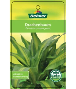 Drachenbaum - Dracaena Fragrans 'Massangeana', Karussell -Ubbink Verkäufe 8218232 Drachenbaum Etikett 1