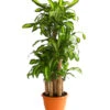 Drachenbaum - Dracaena Fragrans 'Massangeana', Karussell -Ubbink Verkäufe 8218232 WE FS 001 DrachenbaumDracaenaMassangeanaKarusellT32DehnerExpressHerzig