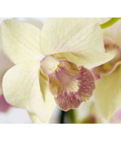 Traubenorchidee - Dendrobium -Ubbink Verkäufe 8219362 PR DE 001 DendrobiumT11DehnerExpressZS