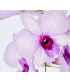 Traubenorchidee - Dendrobium -Ubbink Verkäufe 8219362 PR DE 003 DendrobiumT11DehnerExpressZS