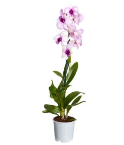 Traubenorchidee - Dendrobium -Ubbink Verkäufe 8219362 PR FS 003 DendrobiumT11DehnerExpressZS
