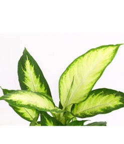 Dieffenbachie - Dieffenbachia Maculata 'Camilla' 9 Dieffenbachie - Dieffenbachia Maculata 'Camilla' -Ubbink Verkäufe 8219735 PR DE 001 DieffenbachieDieffenbachiaCamillaT12DehnerExpressHerzig