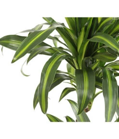 Drachenbaum - Dracaena Deremensis, Verschiedene Sorten 15 Drachenbaum - Dracaena Deremensis, Verschiedene Sorten -Ubbink Verkäufe 8220980 WE DE 001 DrachenbaumDracaenaHawaianSunshineT27DehnerExpressHerzig