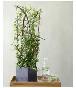 Efeu - Hedera Helix, Weiß/bunt 11 Efeu - Hedera Helix, Weiß/bunt -Ubbink Verkäufe 8224370 8224388 MO EfeuWeissBuntFloradania