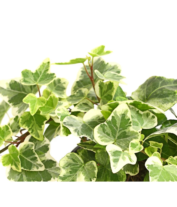 Efeu - Hedera Helix, Weiß/bunt 4 Efeu - Hedera Helix, Weiß/bunt – Bild 2
