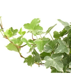 Efeu - Hedera Helix, Weiß/bunt 9 Efeu - Hedera Helix, Weiß/bunt -Ubbink Verkäufe 8224370 WE DE 002 EfeuWeissT9DehnerExpressHerzig