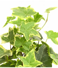 Efeu - Hedera Helix, Weiß/bunt 10 Efeu - Hedera Helix, Weiß/bunt -Ubbink Verkäufe 8224370 WE DE 003 EfeuWeissT9DehnerExpressHerzig