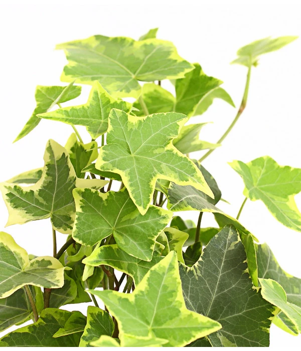 Efeu - Hedera Helix, Weiß/bunt 6 Efeu - Hedera Helix, Weiß/bunt – Bild 4