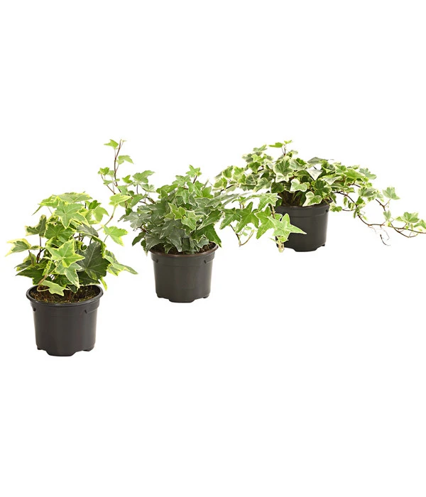 Efeu - Hedera Helix, Weiß/bunt 3 Efeu - Hedera Helix, Weiß/bunt