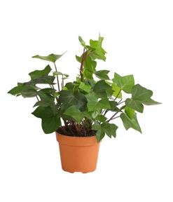 Efeu - Hedera Helix 'Mont Gommery'